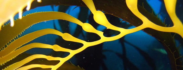 photo of kelp floating in water