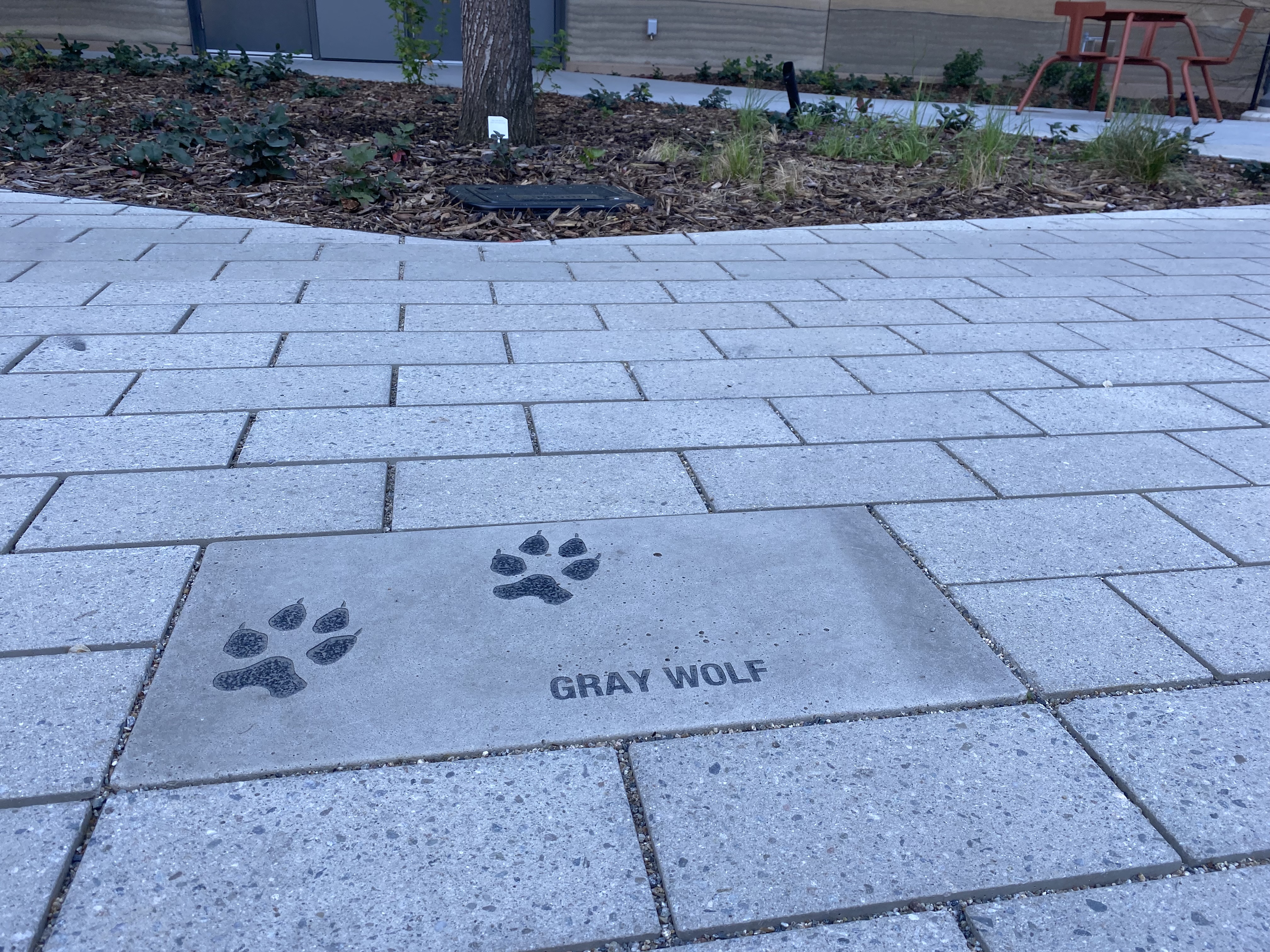 Tracks from a Gray Wolf are paved into the pavement at the California Natural Resources Headquarters