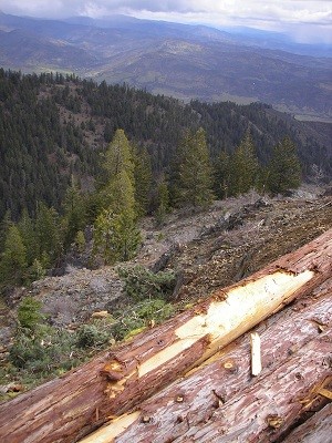 Timberland image in the California Sierra Nevada