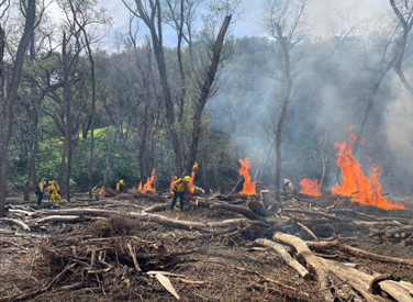 Pile burn in Diablo Range, Pine Creek. 