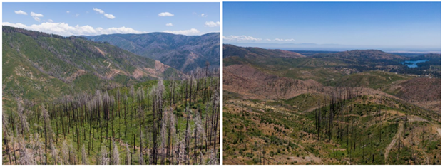 The Concow Resilience Project is in the Wildland Urban Interface of Butte County where dense conifer forest burned at high severity in the 2018 Camp Fire, resulting in almost 100 percent forest loss