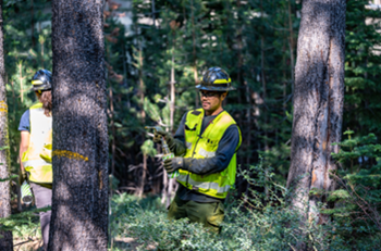 Forestry aides hired by Tahoe Conservancy marking trees for treatment