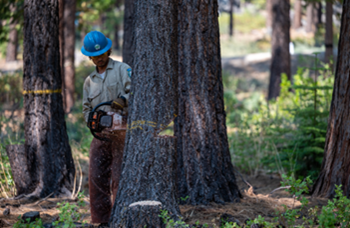 California Conservation Corps crew member conducting fuel reduction work.