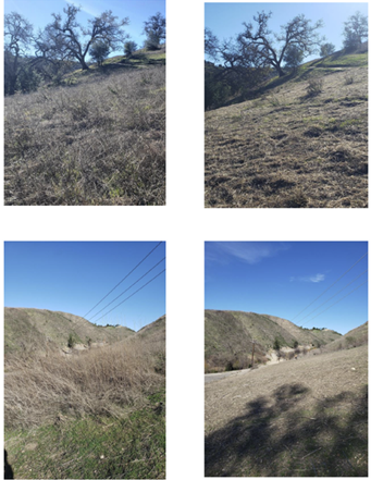 Before and after photos of completed fuel reduction treatments (mowing) to reduce flammable, flashy fuels in strategic locations of the Santa Monica Mountains.