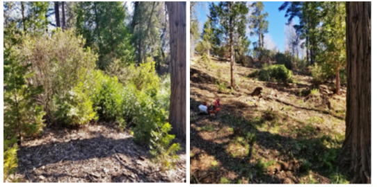 Before and after treatment in upper Little Bear Fuel Reduction, Lake Arrowhead.