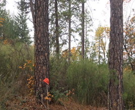 Overstory of fire resilient pine trees with an understory of highly invasive Scotch broom a species very prone to fire