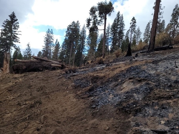 Clearing Forest