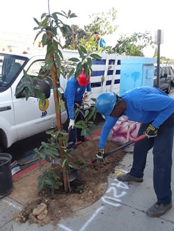 Planting Urban Trees