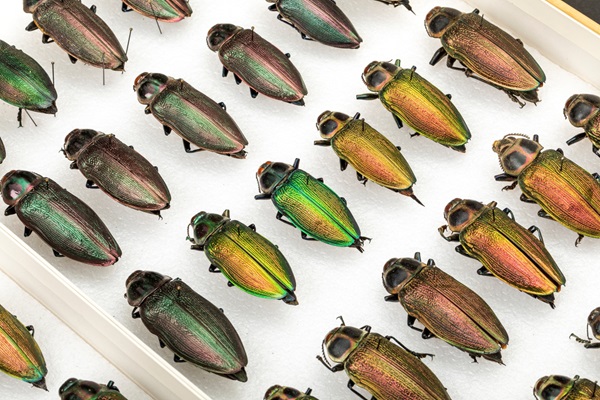 Wood Boring Beetles, credit to California Academy of Sciences