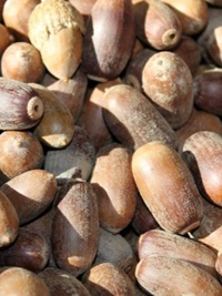 Acorns
