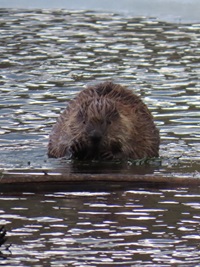Exploring the California Delta Ecosystem