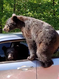 Can Bear Drive.