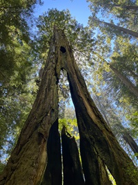Celebrating Arbor Day