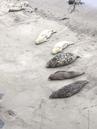 Seal Spotlight