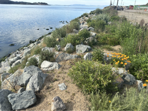A rocky living shoreline along the San Francisco Bay, with native vegetation growing among large stones beside calm bay waters. Orange wildflowers bloom in the foreground, with low hills and the opposite shoreline visible in the distance.