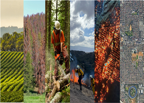 Six-panel collage showing agricultural fields, damaged forests, forestry work, firefighters, heat mapping, and an aerial urban view.