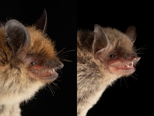 Side-by-side close-up profile portraits of a fringed myotis (Myotis thysanodes) on the left with prominent ears and warm yellowish-brown fur, and a cave myotis (Myotis velifer) on the right with shorter ears and grayish-brown fur, both set against a black background. Photo by José Gabriel Martínez Fonseca.