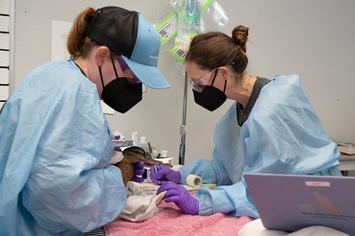  Two wildlife responders wearing protective gowns, gloves, face masks, and safety glasses carefully clean a duck affected by an oil spill during rehabilitation. The duck rests on a towel-covered examination table while one responder gently supports it and the other uses a small tool to clean its feathers, with veterinary supplies and monitoring equipment nearby.