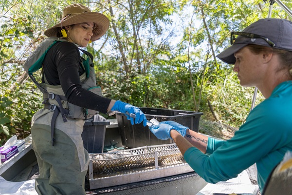Two researchers in sun hats and backpacks study a sample together outdoors, focused and collaborative, with shrubs and bright sunlight behind them.