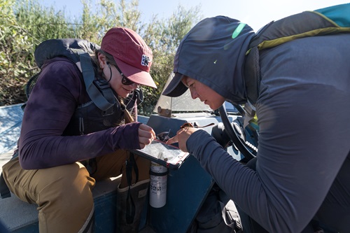 Two field researchers in gloves transfer a sample over a metal screening table beside bins, working outdoors in a sunlit tree area.