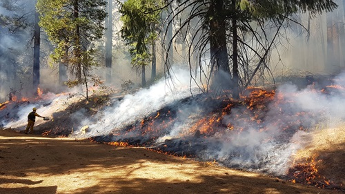  A firefighter uses a drip torch to ignite a controlled burn along a forest floor, where low flames and thick smoke move through dry pine needles beneath tall conifer trees. Sunlight filters through the smoky woodland as the prescribed fire reduces vegetation while leaving most mature trees standing.