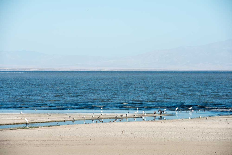 Shoreline at Salton Sea
