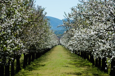 Almond orchard in Sutter County, California.