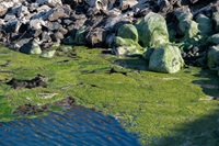 Algal blooms are spotted at Elderberry Forebay in Los Angeles County, California. Photo taken July 31, 2019.