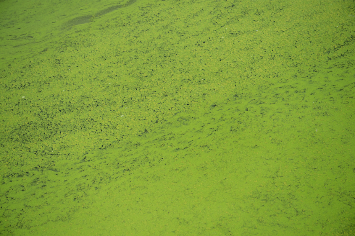 A close-up photo taken near the Basalt Boat Ramp showing part of an algae bloom in the San Luis Reservoir. 