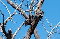 A Bald Eagle fledgling perched in a snag near the Feather River. 