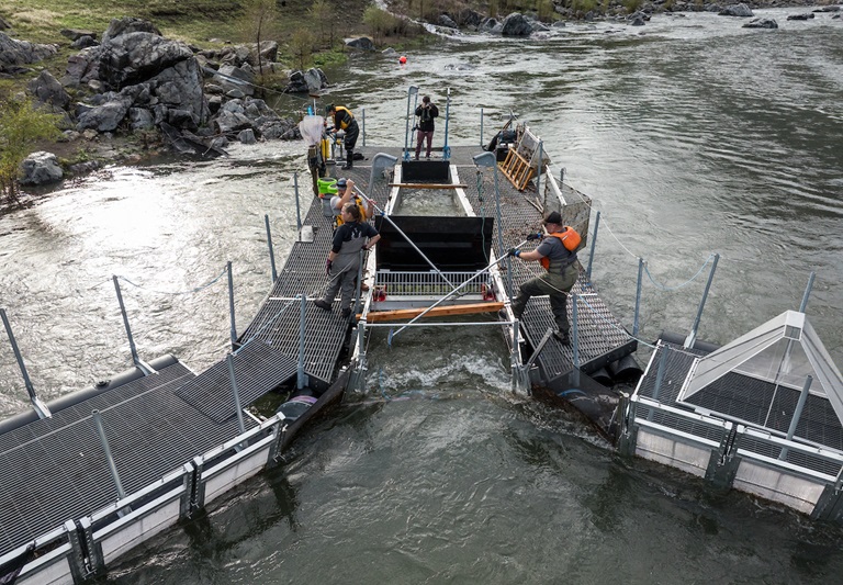 A drone photo of the California Department of Water Resources’ Juvenile Salmonid Collection System (JSCS) Pilot Project — in partnership with NOAA Fisheries, the California Department of Fish and Wildlife, the Winnemem Wintu Tribe and others — in the upper McCloud Arm of Lake Shasta in Shasta County, California. The study, in its fourth and final year, was designed to evaluate the feasibility and viability of collecting juvenile salmonids as they emigrate out of their historical habitat upstream from Shasta Dam. It’s the first step of a program to return endangered Chinook salmon to their historical habitats. Photo taken November 20, 2025.