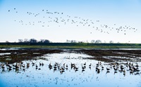 Migratory birds congregate over a field in the Sacramento-San Joaquin Delta.