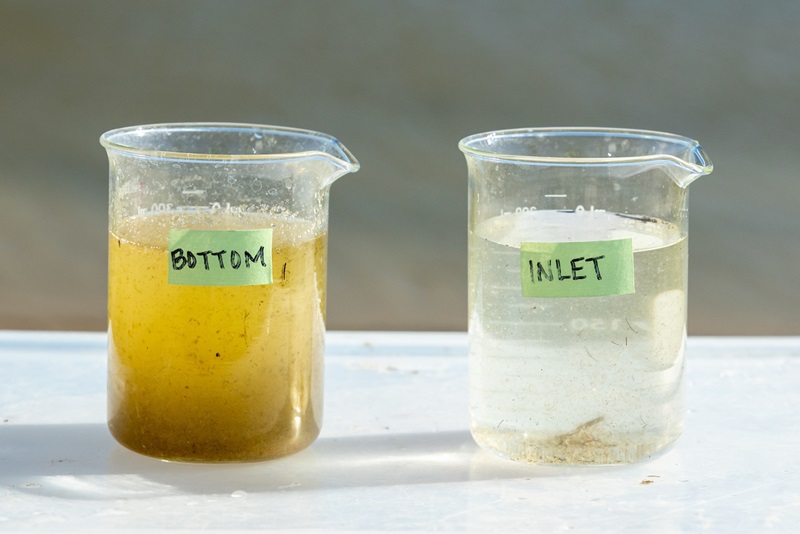 Samples showing the difference in zooplankton production. The beaker on the left is from the lower floodplain area of LEBLS. The beaker on the right is from inlet water at the north end of the LEBLS project site.