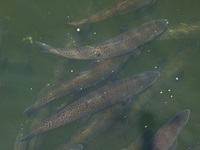 A drone view of spring-run Chinook salmon migrate and spawn in the Feather River near DWR infrastructure and the Feather River Fish Hatchery in Oroville, Butte County. Photo taken June 4, 2025.