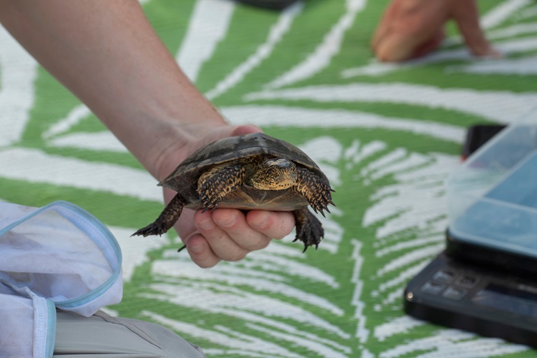 A Northwestern pond turtle is captured and monitored as part of the Northwestern pond turtle population monitoring program at the seeps surrounding Clifton Court Forebay in Contra Costa County.