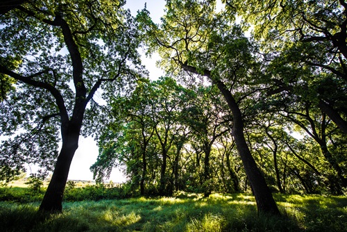 A riparian forest is part of the Cosumnes floodplain mitigation site where DWR purchased bulk credits in Thornton, Calif.