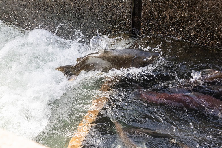 Fall-run Chinook salmon migrate and spawn in the Feather River near California Department of Water Resources infrastructure and the Feather River Fish Hatchery in Oroville, Butte County.