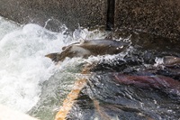 Fall-run Chinook salmon migrate and spawn in the Feather River near California Department of Water Resources infrastructure and the Feather River Fish Hatchery in Oroville, Butte County.