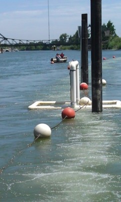 Salmon Survival Engineering Solutions Bio-Acoustic Fish Fence in operation
