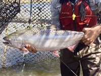 An up-close photo of Chinook Salmon.