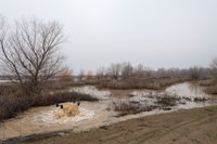 Groundwater recharge in the Dunnigan area of Yolo County