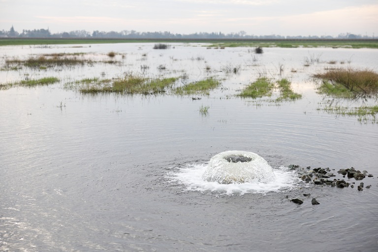 The North San Joaquin Water Conservation District’s Lakso Recharge Basin in San Joaquin County helps facilitate year-round groundwater recharge and doubles as a habitat for various waterfowl. Photo taken December 23, 2025.