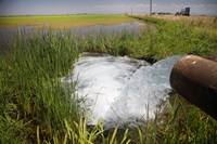 Groundwater floods rice fields in Yuba County