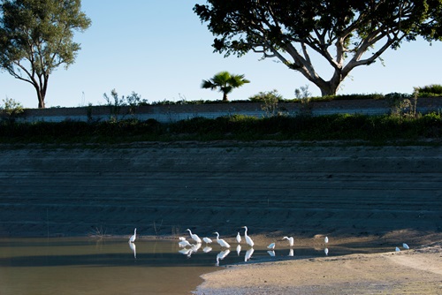 FL_Anaheim Lake-2690