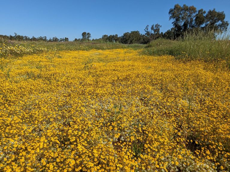 Small yellow and white flowers grow abundantly in a dried vernal pool. 