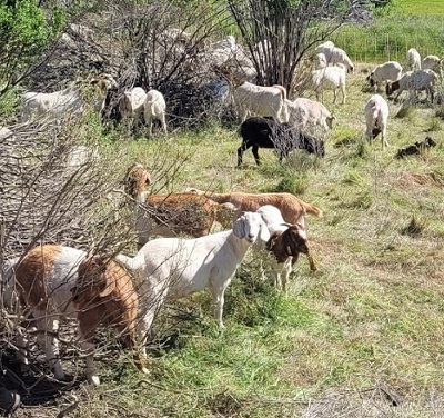 Goats reduce vegetation near diversion pool 