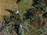 A drone view of the California Conservation Corps (CCC) constructing fish habitat structures which will provide juvenile fish safe refuge at Lake Oroville, California using recycled Christmas trees near Bidwell Canyon Marina on January 30, 2024.