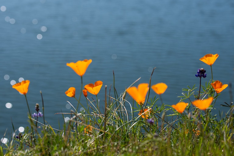 California Poppies bloom on a hillside near Lake Oroville in Butte County, California.