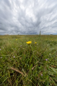 California Department of Water Resources employees, guided by Botanical and Wetlands Specialist Clay DeLong, learn about vernal pools at the Illa M. Collin Conservation Preserve in Sacramento County. Photo taken April 10, 2026.