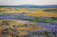 Various wildflowers blanket a field at North Table Mountain Ecological Reserve in Butte County, California. The Sutter Buttes are in the distance. 